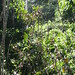 Kakum canopy walk, Ghana - IMG_1528_CR2