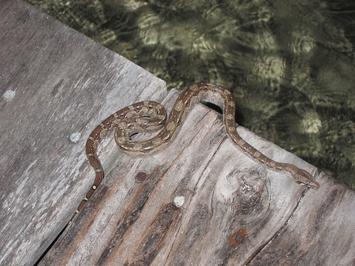 Snake on the dock