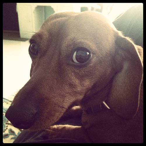 Good morning from the world's most stubborn wiener dog #dextinitheweenie