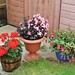 Pots by shed