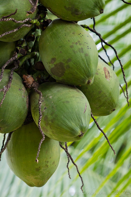 Coconuts, near the Rio Frio, Costa Rica, 2012
