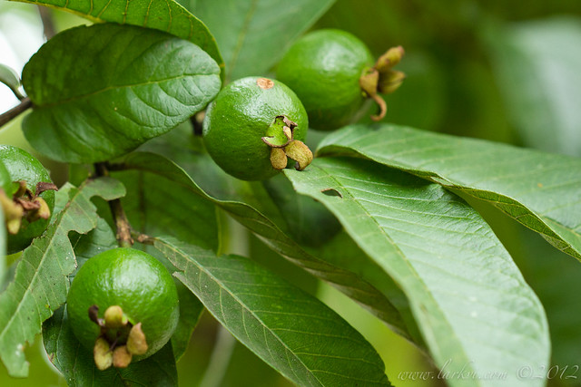 Guava, near the Rio Frio, Costa Rica,2012