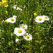 Blumen am Klingnauer Stausee