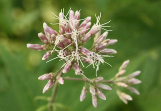 Sweet-scented Joe-Pye Weed blossoms