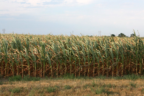 Corn in Mobridge SD is thirsty