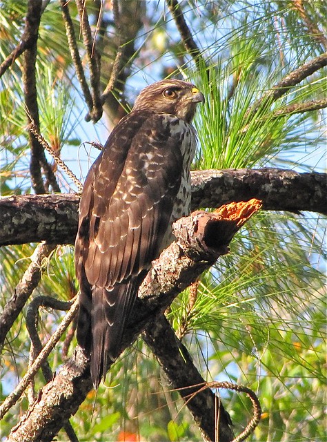 Red-shouldered Hawk at Lettuce Lake Park in Hillsborough County, FL 03
