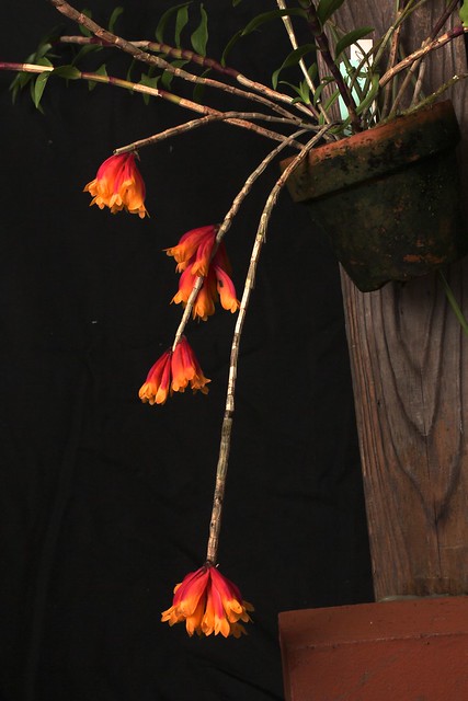 Dendrobium （Den.） lawesii  bicolor