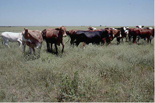 Stockers on mixed-grass prairie