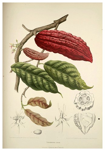 004-Fruto del arbol del cacao-Fleurs, fruits et feuillages choisis de l'ille de Java-1880- Berthe Hoola van Nooten