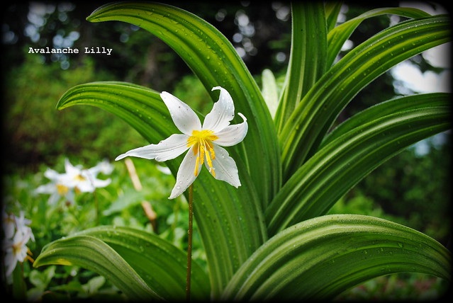 Avalanche Lilly