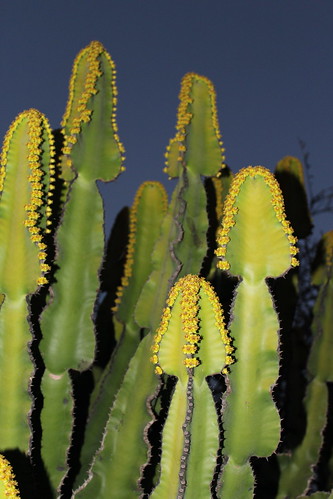 Euphorbia cooperi by tanetahi