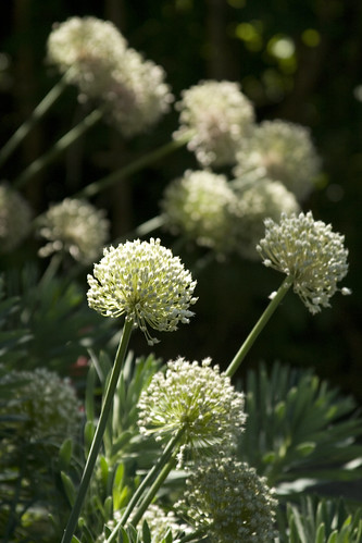 Allium seedheads