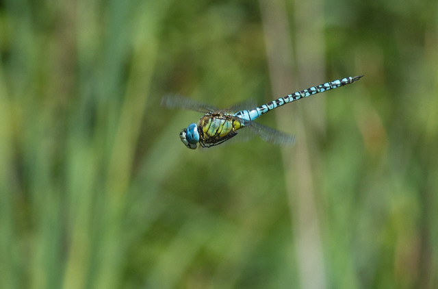 southern migrant hawker Aeshna affinis 2