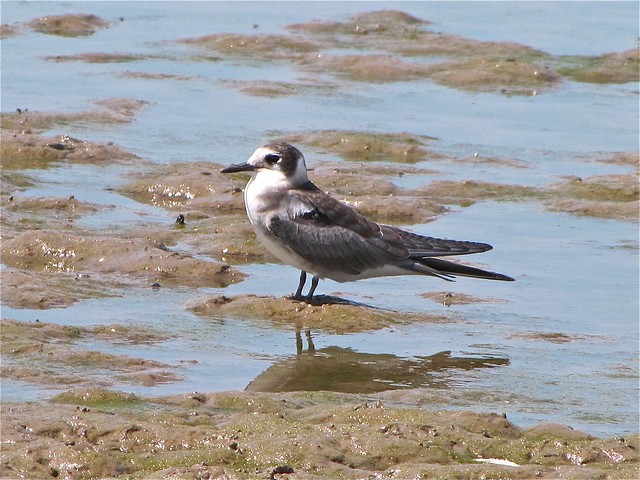 Black Tern at Evergreen Lake 36