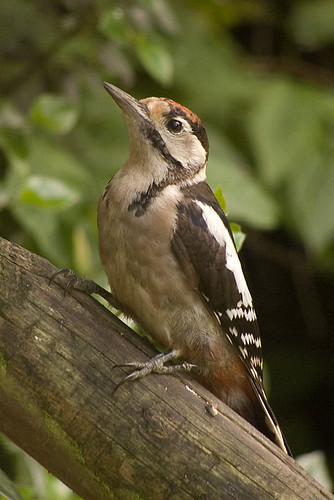 Juvenile Woodpecker 2