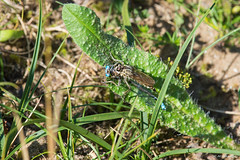 UK Diptera - Robberflies (Asilidae)