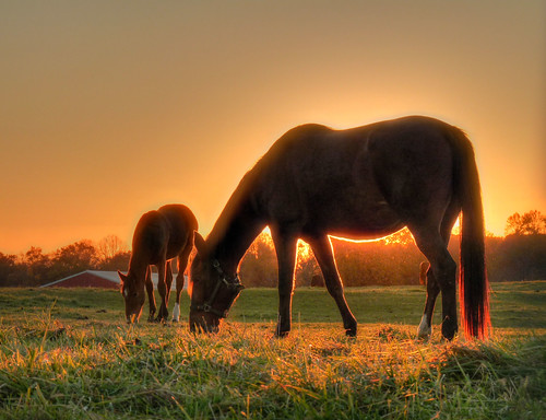無料写真素材|動物|馬・ウマ|朝焼け・夕焼け