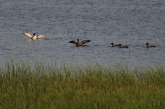 Five Loons_9330.jpg by Mully410 * Images