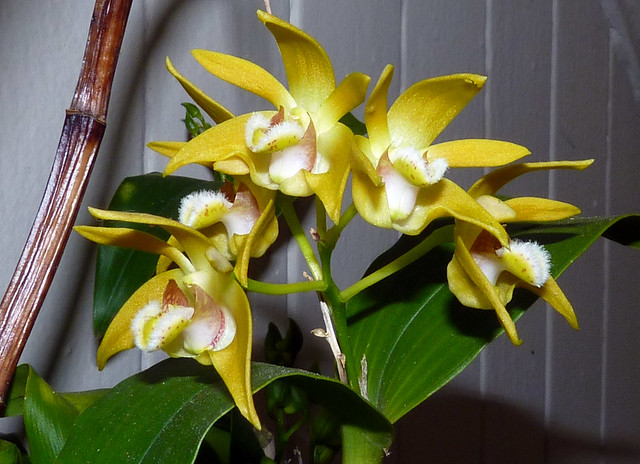 Dendrobium fleckeri species orchid