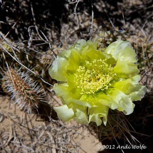 Opuntia by andiwolfe (I'm back!)