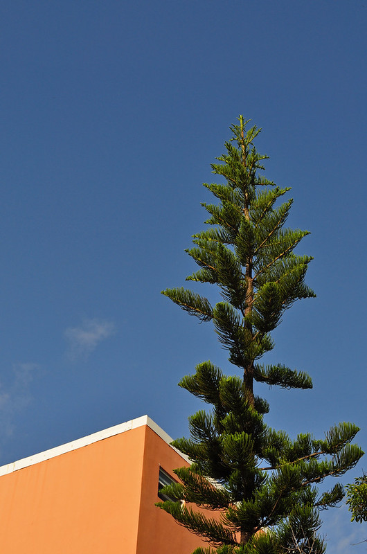 Norfolk Island Pine (2)
