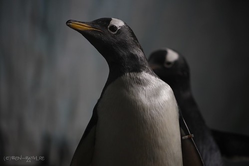 Eselspinguin / Gentoo Penguin by benrath311