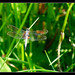 Stalking Dragonflies