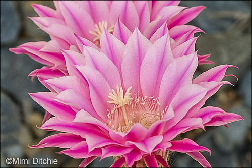 Double Pink Cactus Flowers by Mimi Ditchie