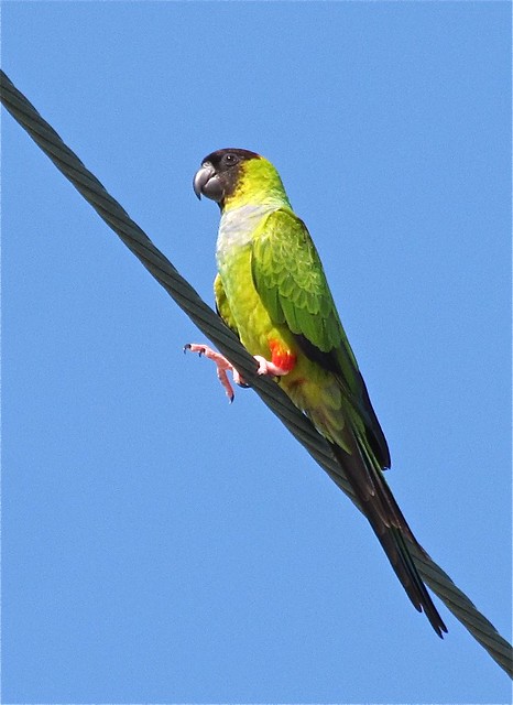 Nanday Parakeet in St. Augustine, FL 10