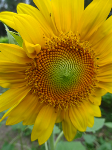 Sunflowers August 10, 2012 (23)