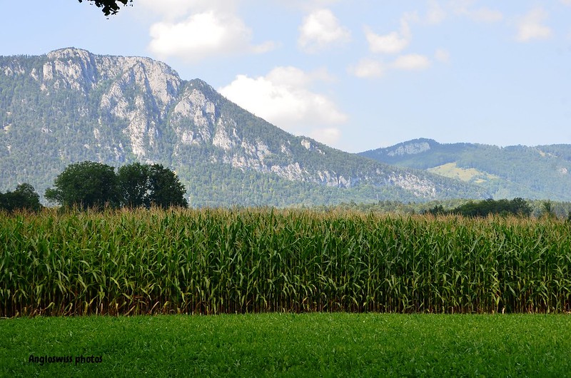 Corn field and Jura