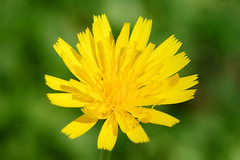 tiny yellow flower