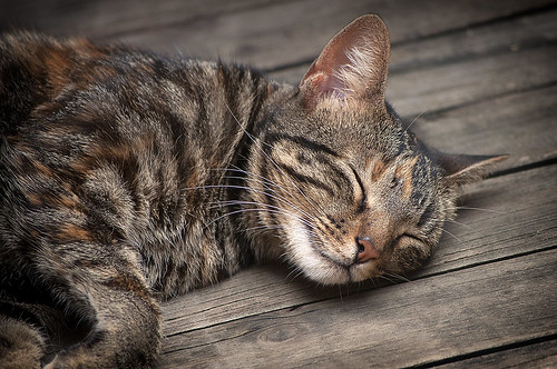 無料写真素材|動物|猫・ネコ|寝顔・寝姿