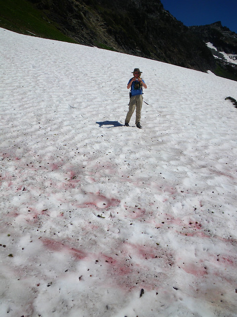 red algae on the snow pack