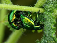 Beetles | Escaravelhos