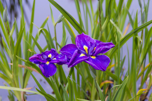 Violet flowers by Davide Restivo