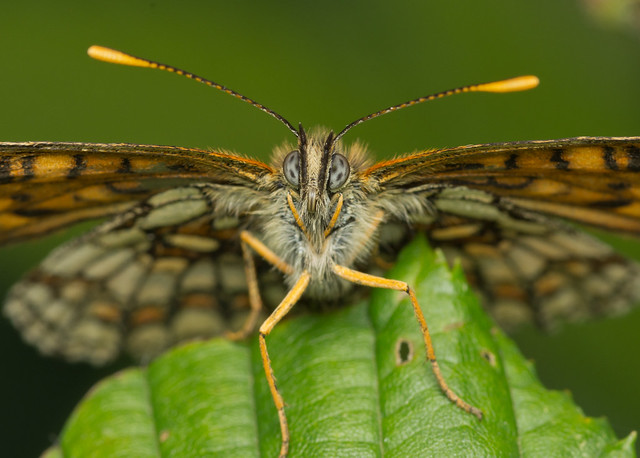 heath fritillary butterfly close up