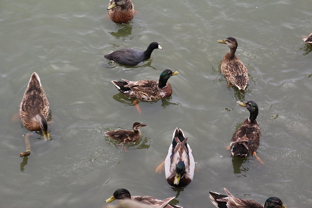 Ducks in the water.