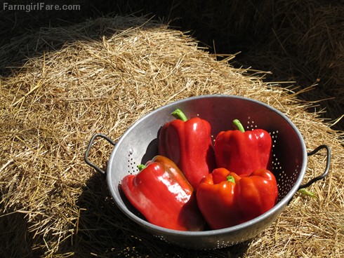 (19-15) King Arthur sweet red peppers from the kitchen garden - FarmgirlFare.com