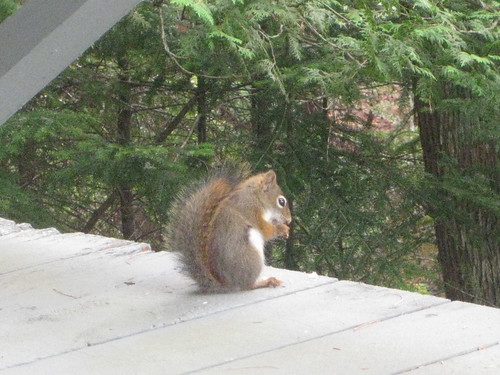 baby red squirrel postcard helper