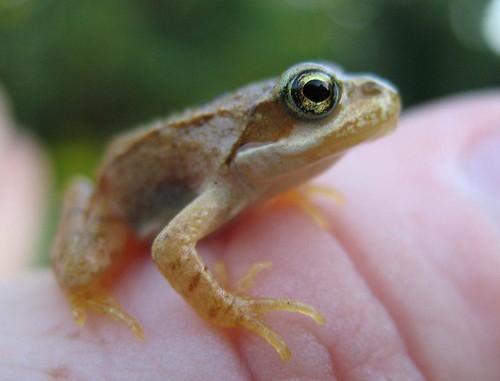 Tiny froglet