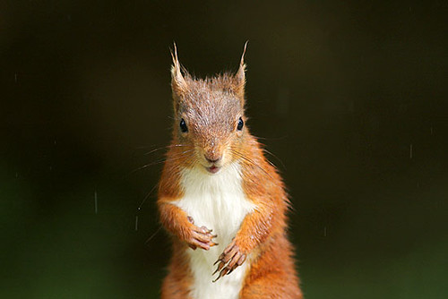 Alert Red Squirrel by Paul Miguel