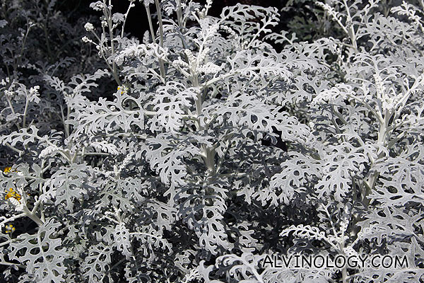 Grey coloured plant