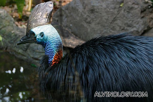 A Southern Cassowary bird which reminds me of the bird called Kevin in the animated feature film, UP