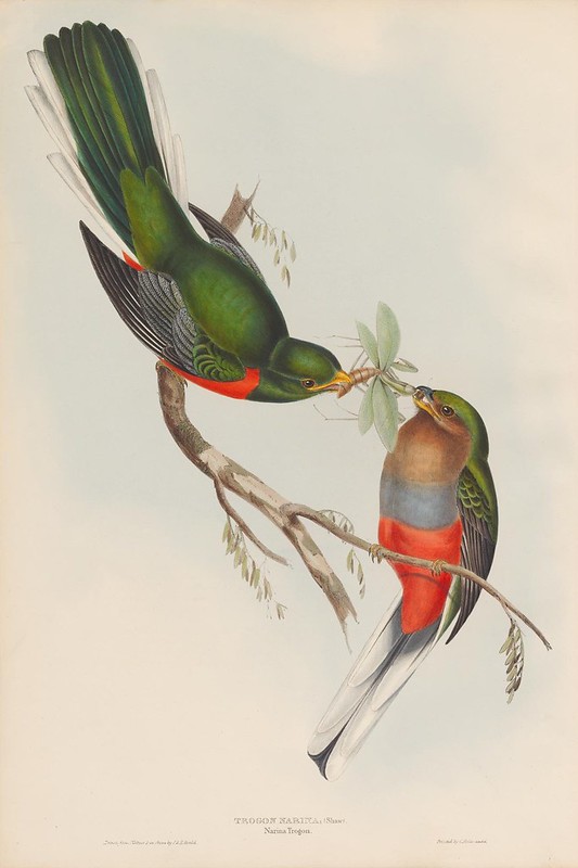 1830s ornithological lithograph by John Gould