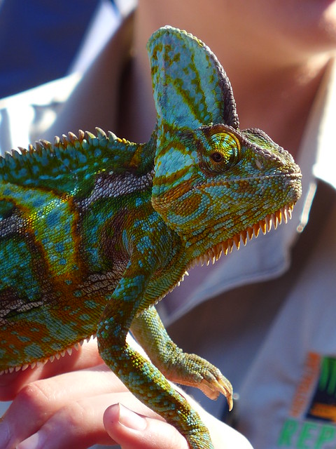 Veiled Chameleon (Green) - Australian Reptile Park, Central Coast NSW, Australia