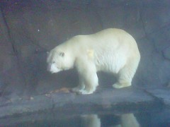 Duluth Superior Zoo bear Berlin