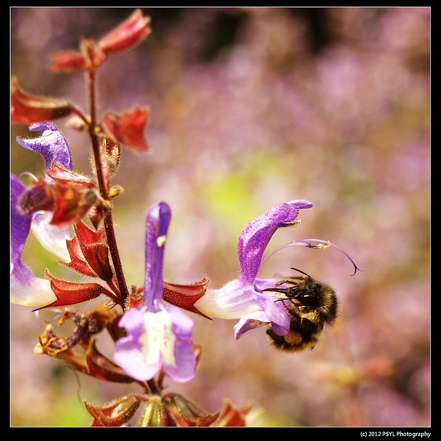 Bumblebee drinking nectar