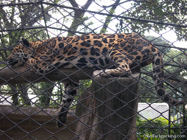 Sleepy jaguar