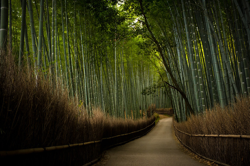 the path of bamboo, revisited #17 (near Tenryuu-ji temple, Kyoto)